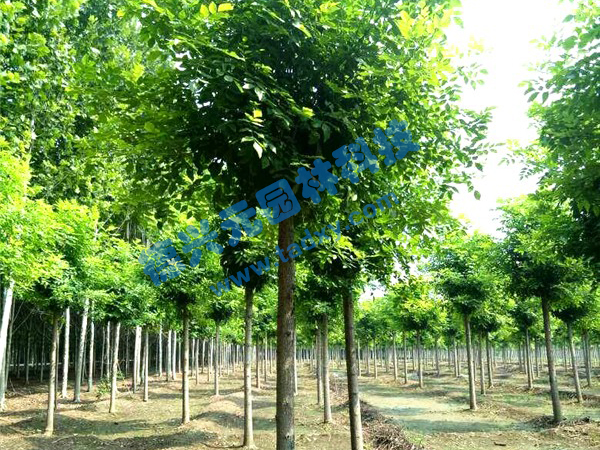 �c(di��n)���鿴Ԕ��(x��)��Ϣ��(bi��o)�}����Ϟ ��x�Δ�(sh��)��2466