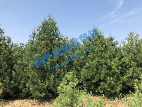 �c���鿴Ԕ����Ϣ���}����Ƥ�� ��x�Δ���2331