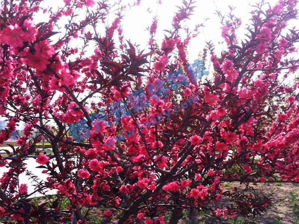 �c���鿴Ԕ����Ϣ���}������ ��x�Δ���2399