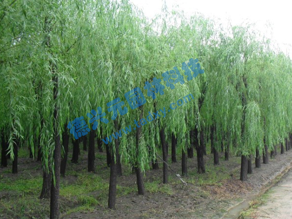 �c(di��n)���鿴Ԕ��(x��)��Ϣ��(bi��o)�}������ ��x�Δ�(sh��)��2458