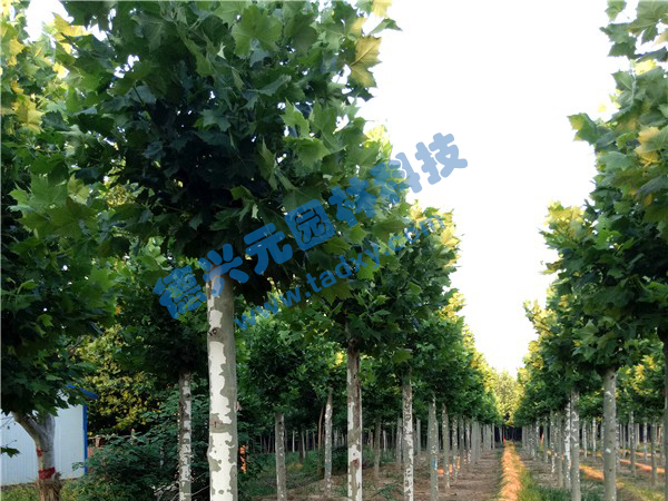 �c(di��n)���鿴Ԕ��(x��)��Ϣ��(bi��o)�}����ͩ ��x�Δ�(sh��)��2467