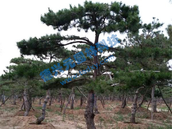 �c(di��n)���鿴Ԕ��(x��)��Ϣ��(bi��o)�}������ ��x�Δ�(sh��)��2528