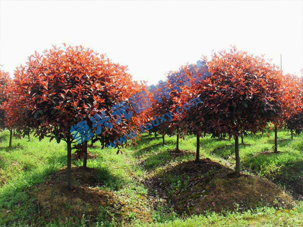 �c(di��n)���鿴Ԕ��(x��)��Ϣ��(bi��o)�}���t�~ʯ骘� ��x�Δ�(sh��)��2779