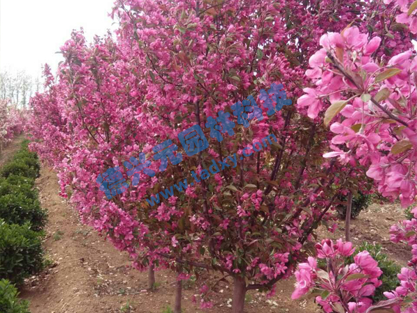 �c���鿴Ԕ����Ϣ���}���k������ ��x�Δ���2298