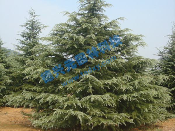 �c���鿴Ԕ����Ϣ���}��ѩ�� ��x�Δ���1999