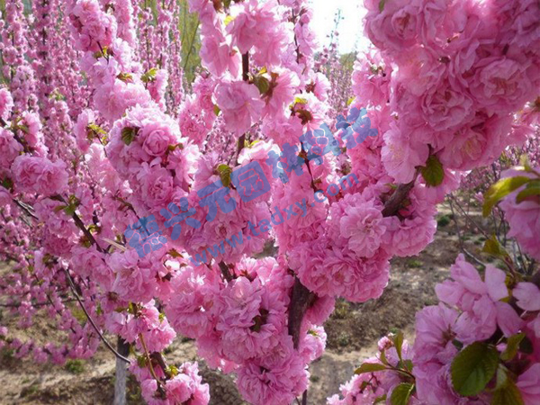 �c���鿴Ԕ����Ϣ���}���ѻ� ��x�Δ���2055