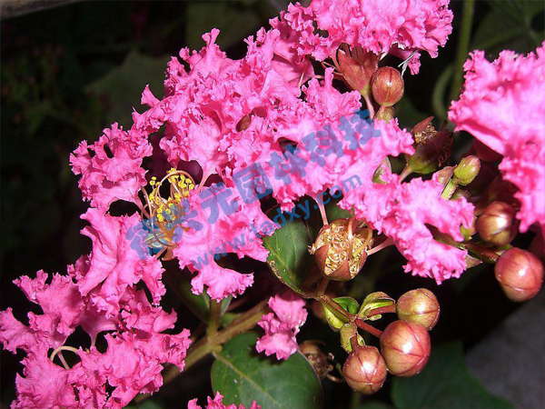 �c���鿴Ԕ����Ϣ���}����ޱ ��x�Δ���1899