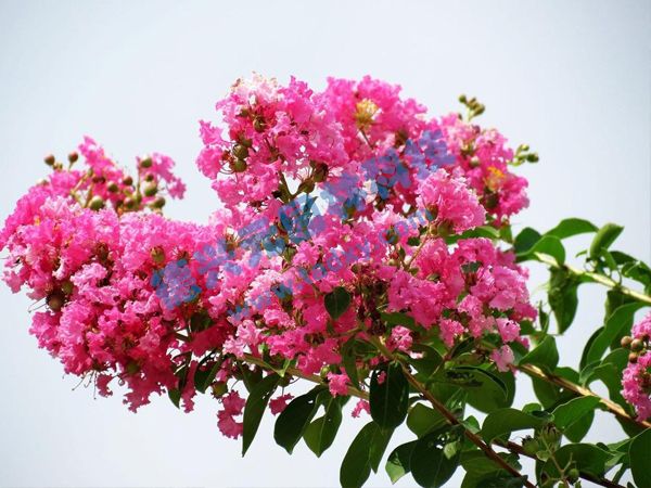 �c���鿴Ԕ����Ϣ���}����ޱ ��x�Δ���1998